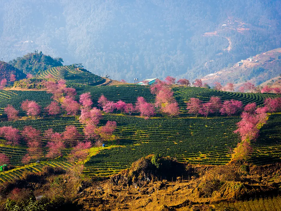Peach blossoms bloom in Sapa’s tea hills in January, showing a scenic and peaceful winter in northern Vietnam