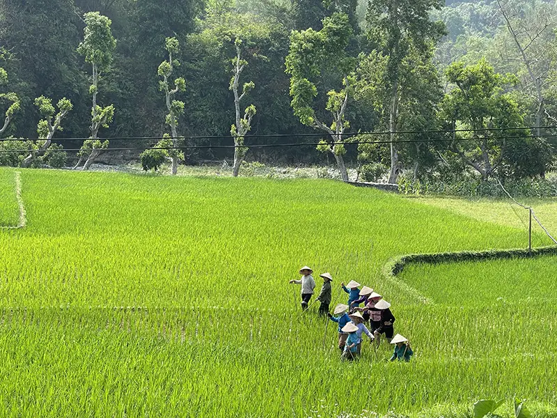 Farmers working in terraced rice fields beside a road on the Ha Giang Loop. 