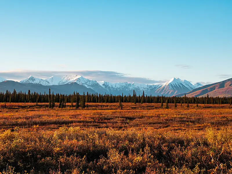 Arctic forest with distant mountain range, a freezing summer location