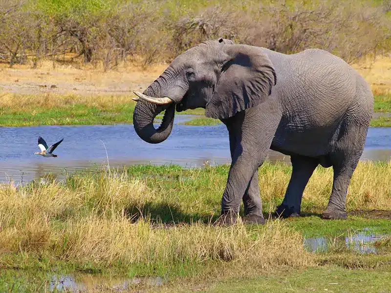 Wild elephant walking through grasslands in the Okavango Delta