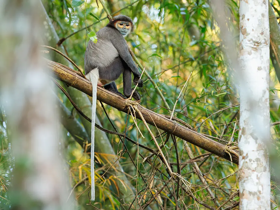 Endangered red-shanked douc monkey in Cat Tien National Park, a remote Vietnam wildlife sanctuary