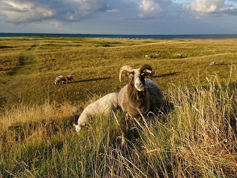 Rolling plains with sheep grazing, part of a renewable energy tourism area