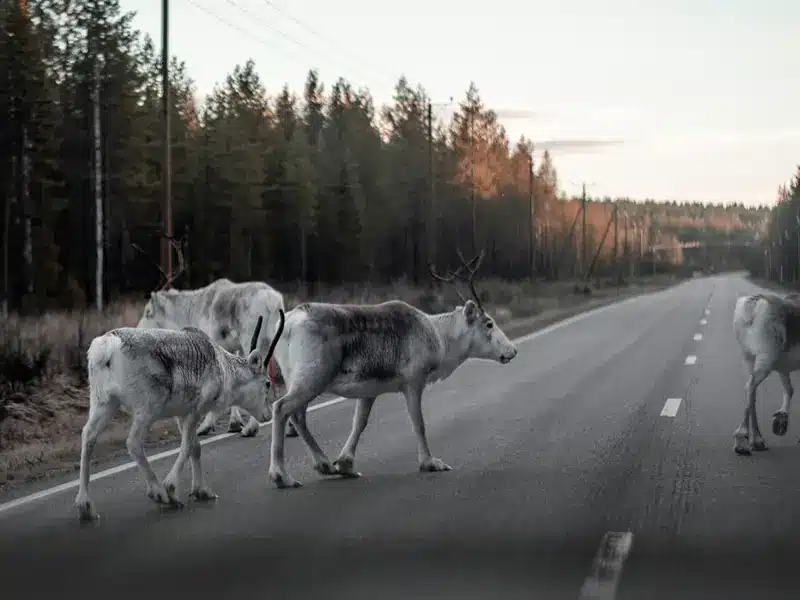 Reindeer crossing a forest road in Rovaniemi, a serene Arctic Circle summer scene