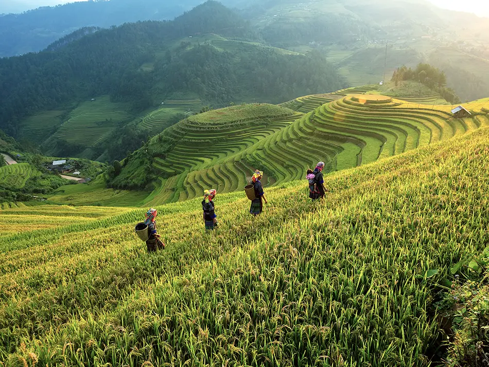 Ethnic minority women walking through rice terraces in Mu Cang Chai, a remote and scenic hidden gem in Northern Vietnam