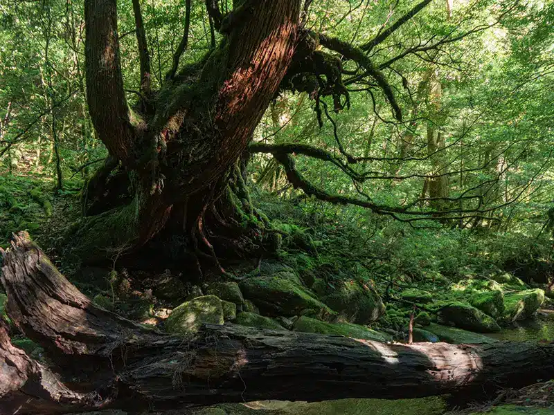 Moss-covered forest trail on Yakushima Islan