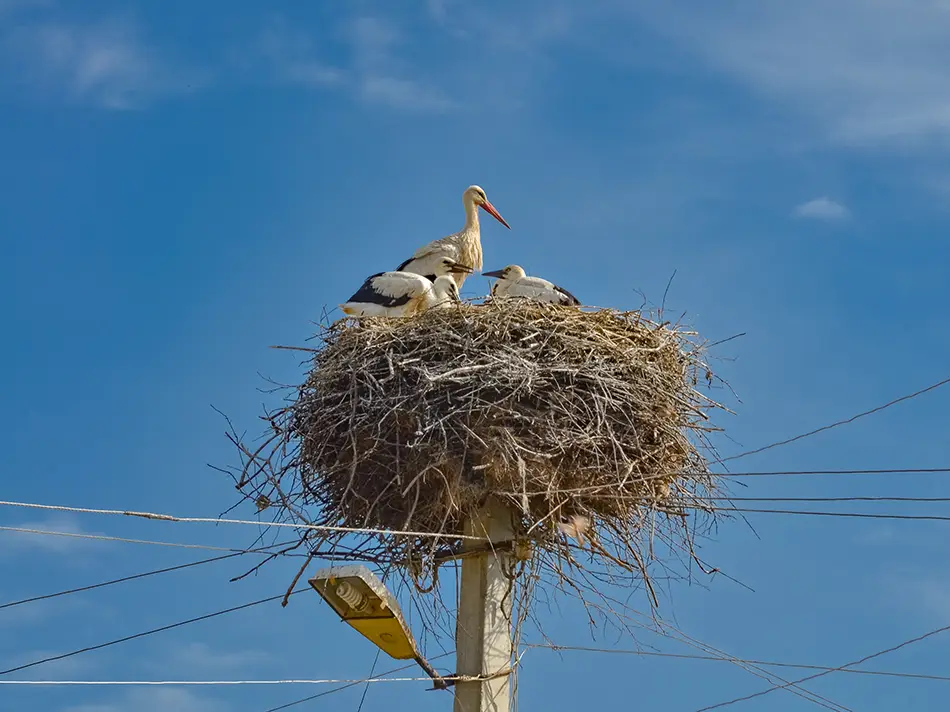 White storks nesting on a pole