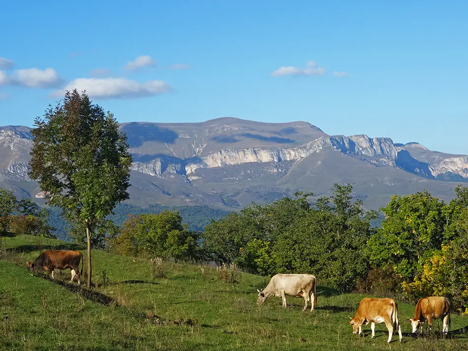 Cows grazing in Dilijan National Park, among the best places to visit in Armenia