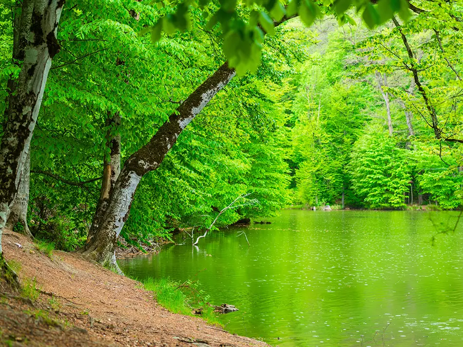Peaceful forest lake surrounded by green trees in Dilijan National Park