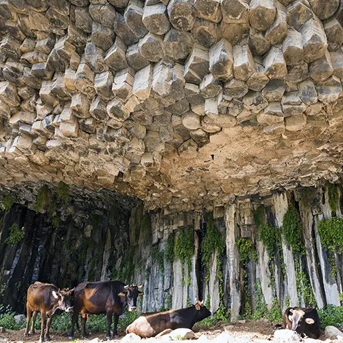 Cows resting under the basalt columns of the Symphony of Stones near Garni Gorge, a natural marvel in Armenia