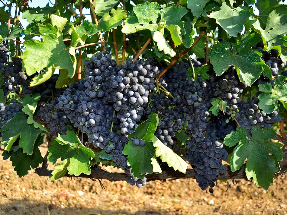 Dark clusters of Areni grapes ripen beneath leafy vines in the summer sun.