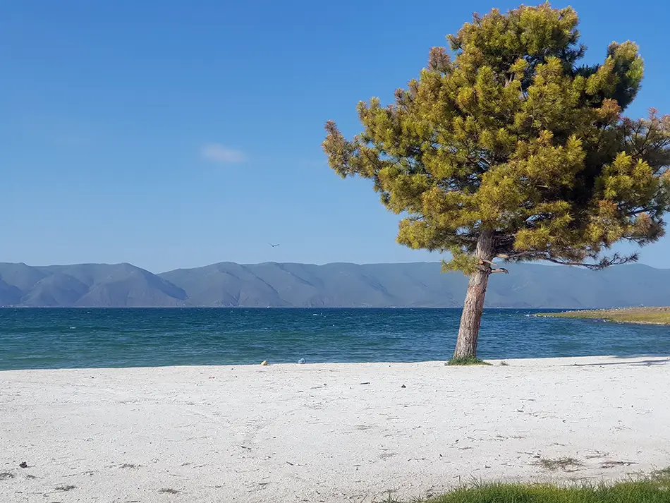 Sandy beach and lone tree on the tranquil shore of Lake Sevan.