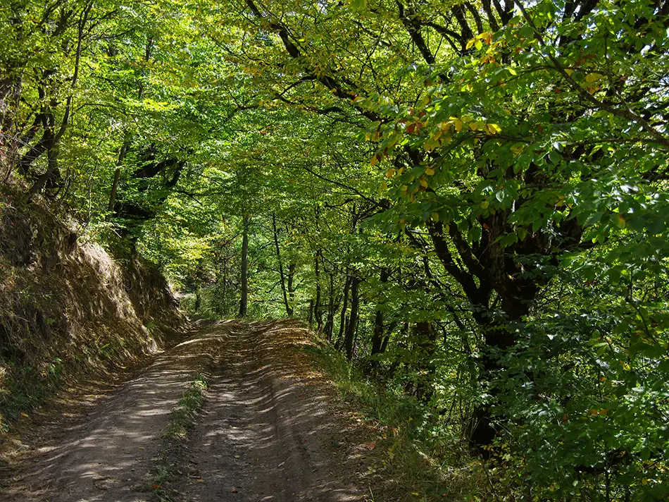Shaded forest trail in Dilijan National Park, one of the best things to do in Dilijan.