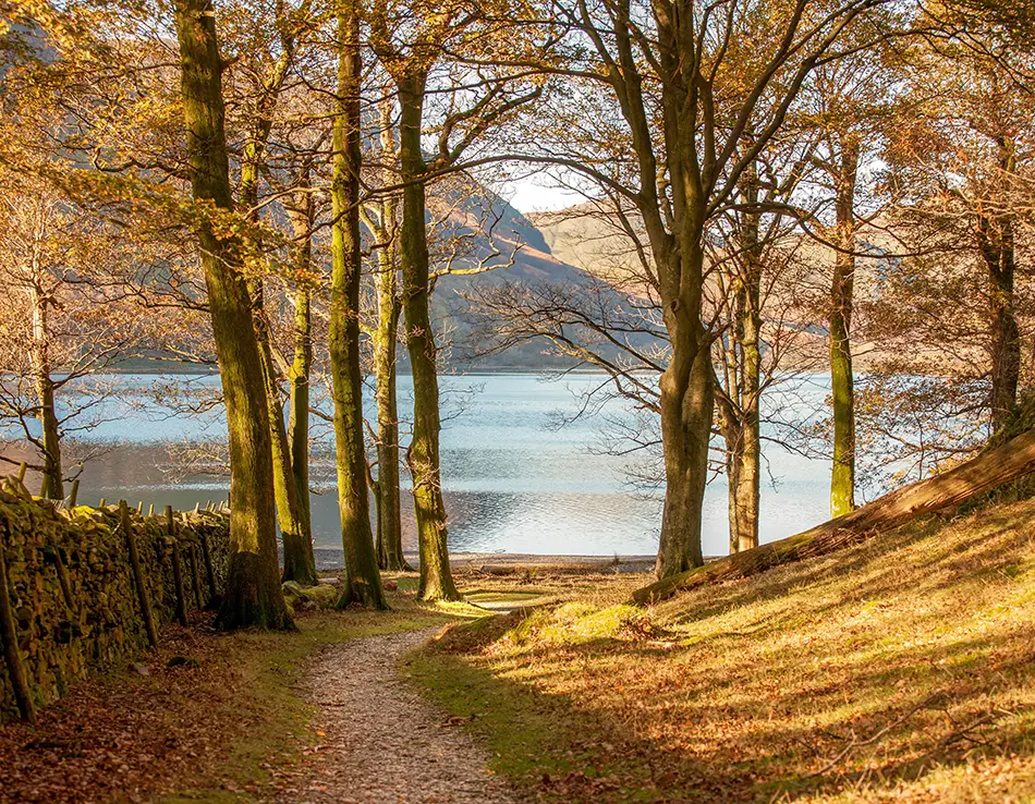 Leaf-strewn woodland path through tall beeches glowing with autumnal foliage.