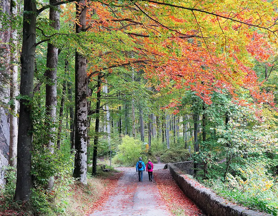Two hikers follow a quiet forest lane, perfect for leaf peeping season.