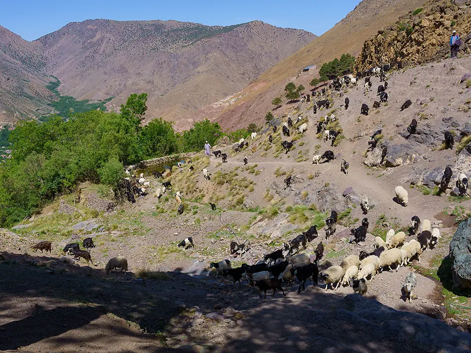 Sheppards with their herds in the mountains representing off the beaten path in Imlil