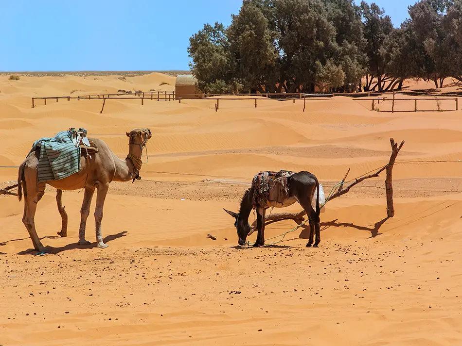 Camel caravan crosses a sandy plain under clear skies of Morocco