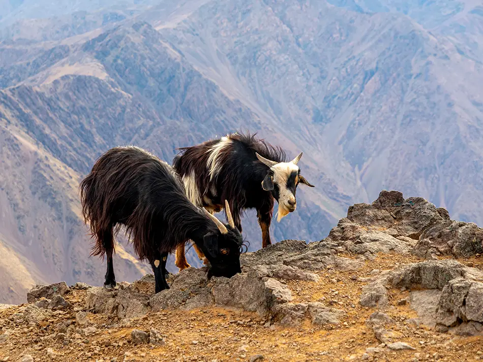Goats graze on a high ridge in Morocco