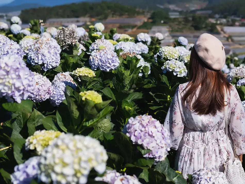 Visitor walking among colorful hydrangeas in the Dalat Flower Gardens.