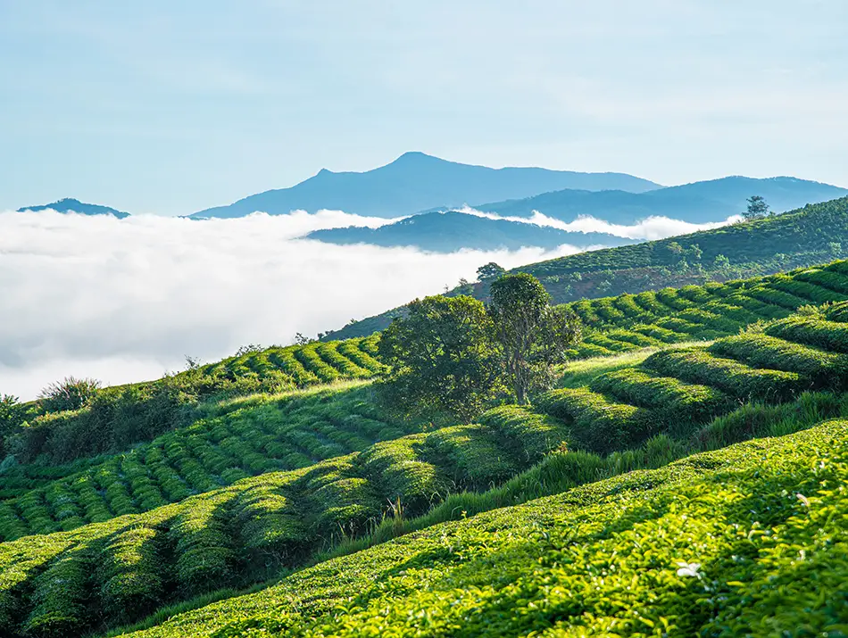 Vast green hills of Cau Dat Tea Plantation stretching toward the horizon