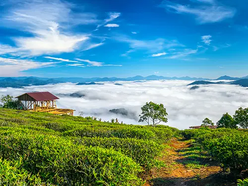 Cloud hunting early in the morning in the tea plantations.