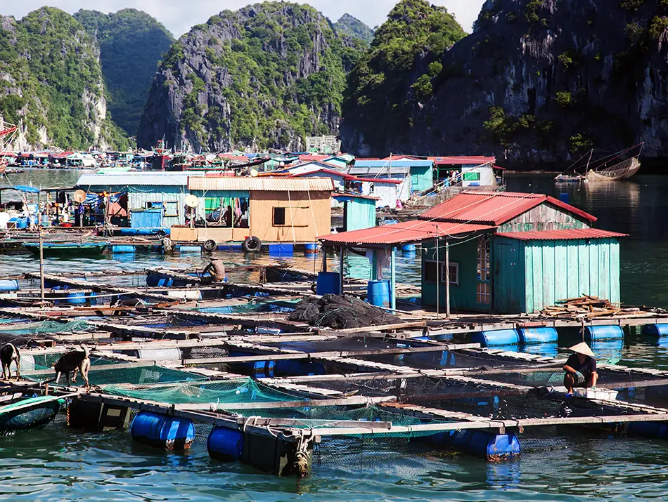Boats and stilt houses at Cai Beo Floating Village, a must-visit in Cat Ba Vietnam.