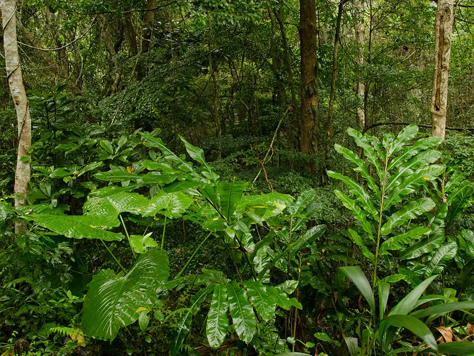 Dense jungle and hiking trail inside Cat Ba National Park.