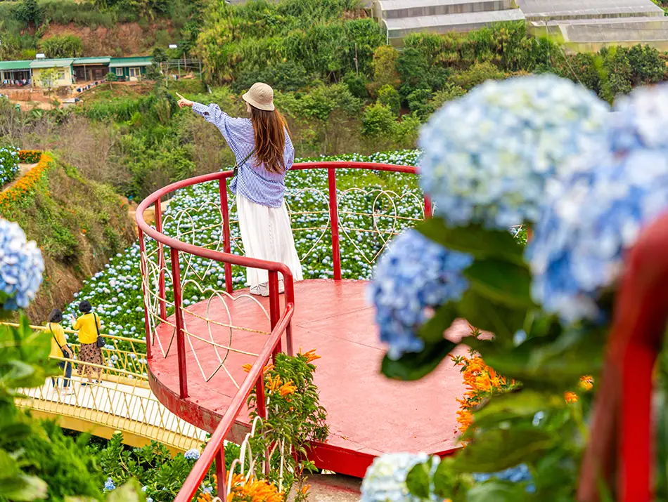 Visitor overlooking colorful hydrangea fields and valleys from a scenic flower garden viewpoint.