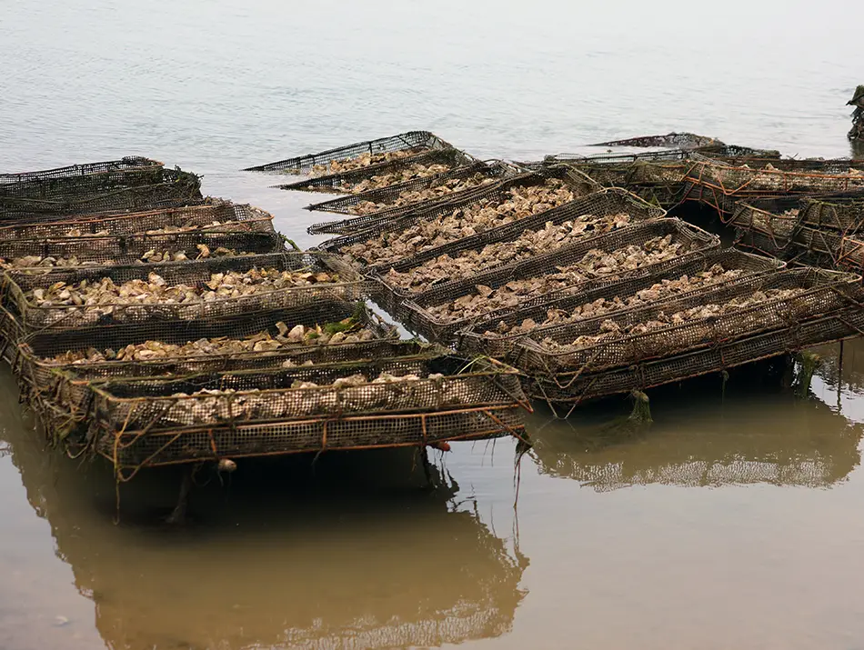 Oyster farms in Oualidia