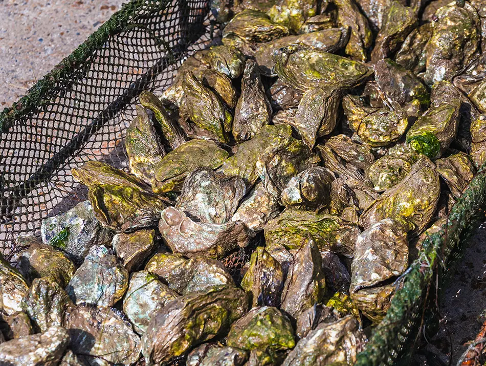 Oysters are one of the main things attracting tourists to Oualidia