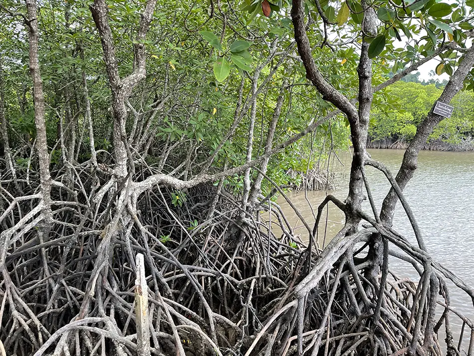 Mangrove trees and roots along the water at Phu Long wetlands.
