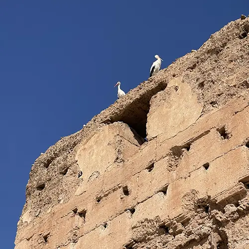 Storks nesting on the walls of El Badi Palace
