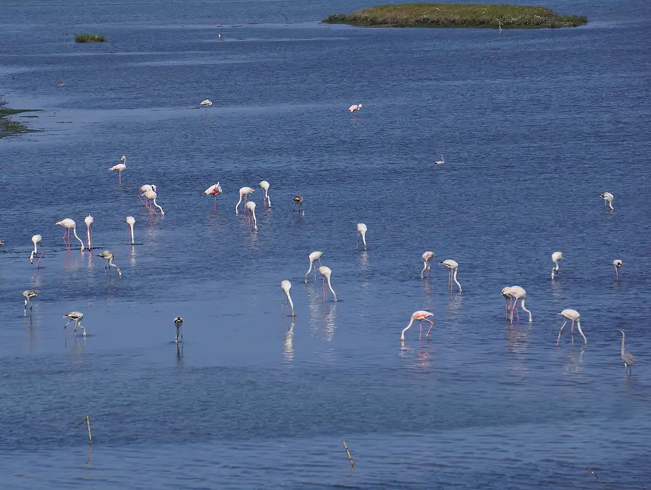 Watching flamingos in the lagoon is one of the best things to do in Oualidia, Morocco