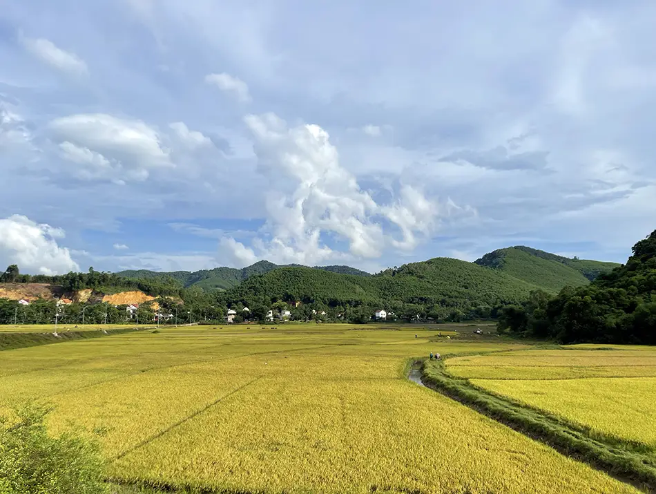 Rice fields surrounding roads in Phong Nha-Ke Banhg National park