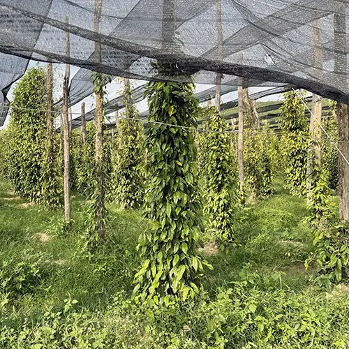 Rows of pepper vines grow under shade netting at a farm outside Kampot.