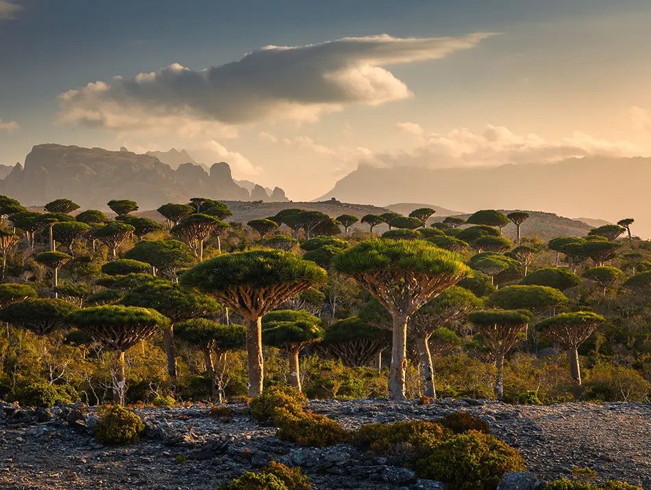 Grove of dragon’s blood trees on Socotra, a sustainable tourism destination.