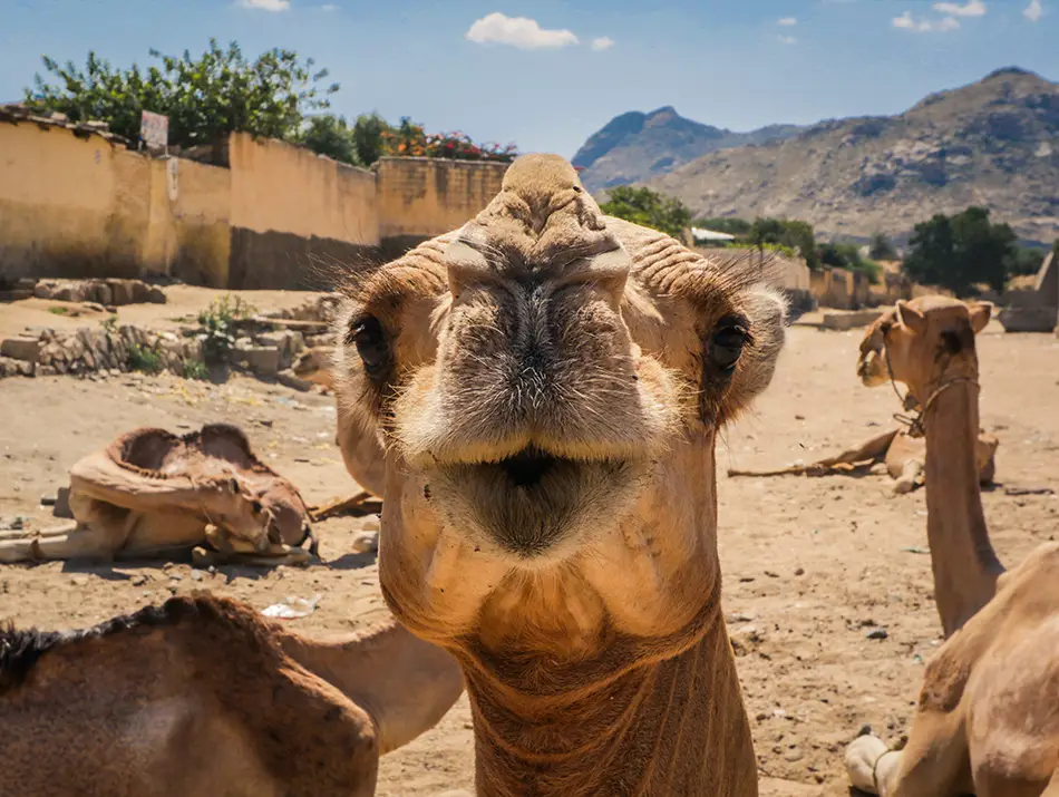Camels resting in an open market yard with mountains in the background.