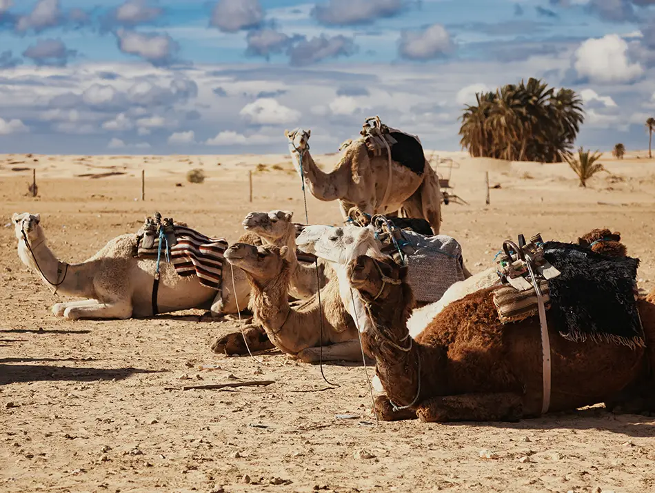 Resting camels and riders in a wide desert landscape under open sky.