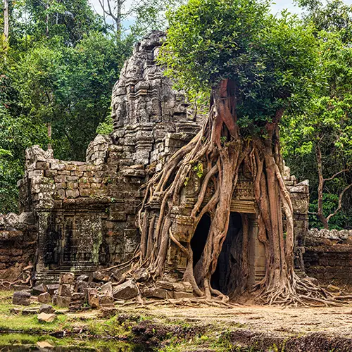 Giant roots engulf Ta Prohm temple, among the best places to visit in Cambodia.
