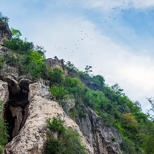 Limestone cliff opens to a bat cave mouth above fields near Battambang.