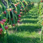 Rows of dragon fruit plants loaded with bright red harvest, highlighting one of the best Vietnamese fruits to try in season.
