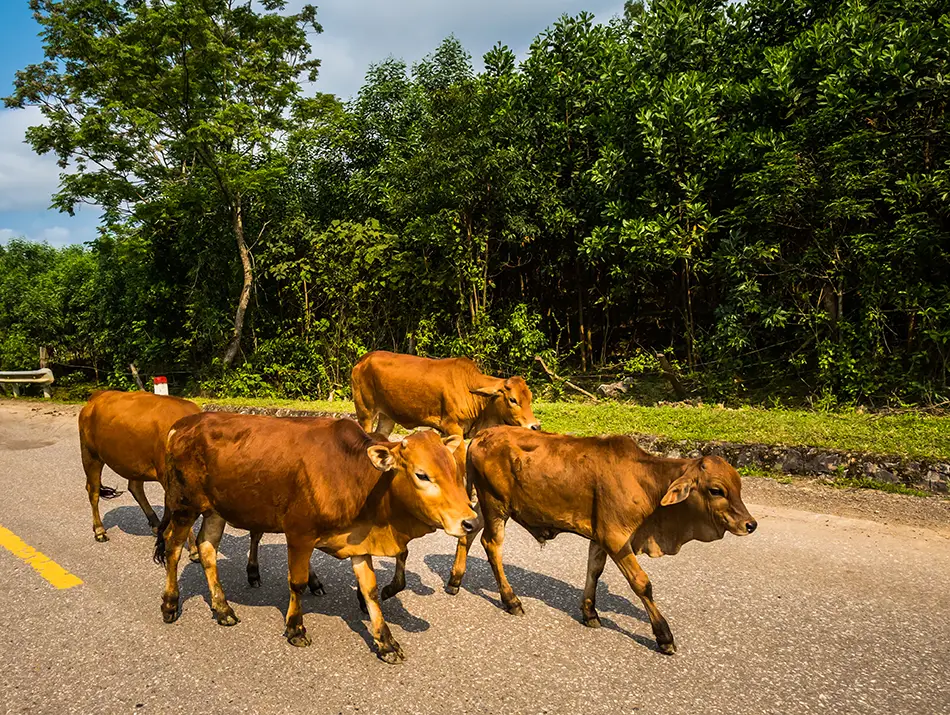 Cows cross a quiet road near the forest, a simple glimpse of rural life in Phong Nha.