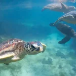 A green sea turtle swims in clear waters of Zanzibar, one of the top sustainable travel destinations.