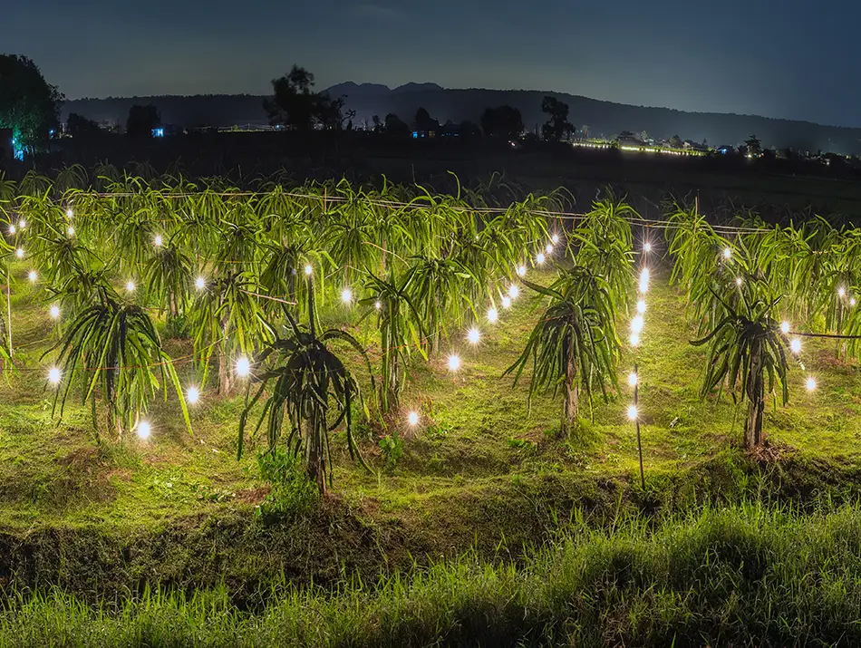 Dragon fruit fields illuminated at night with rows of bright bulbs encouraging off-season flowering across the farm.