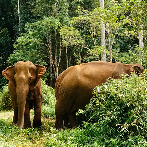 Elephants standing in lush jungle greenery near Mondulkiri, one of the best tourist places in Cambodia.