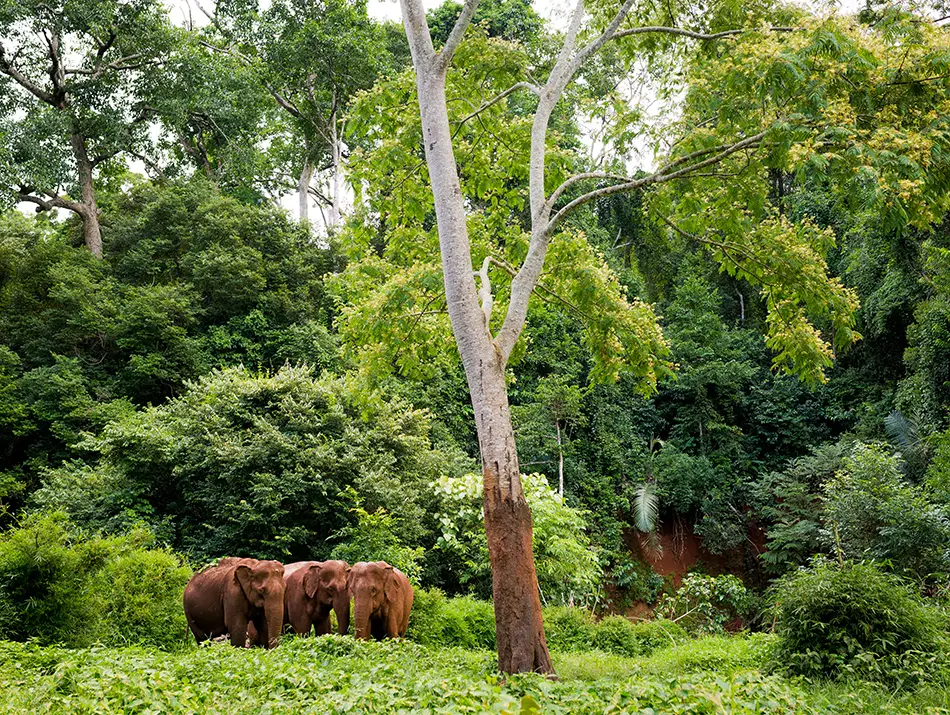 Small herd of elephants walking through dense forest vegetation in Mondulkiri