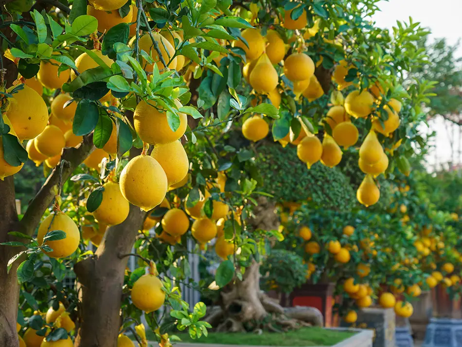 Pomelo trees filled with large, ripe yellow fruits hanging among dense green leaves in a sunlit orchard.