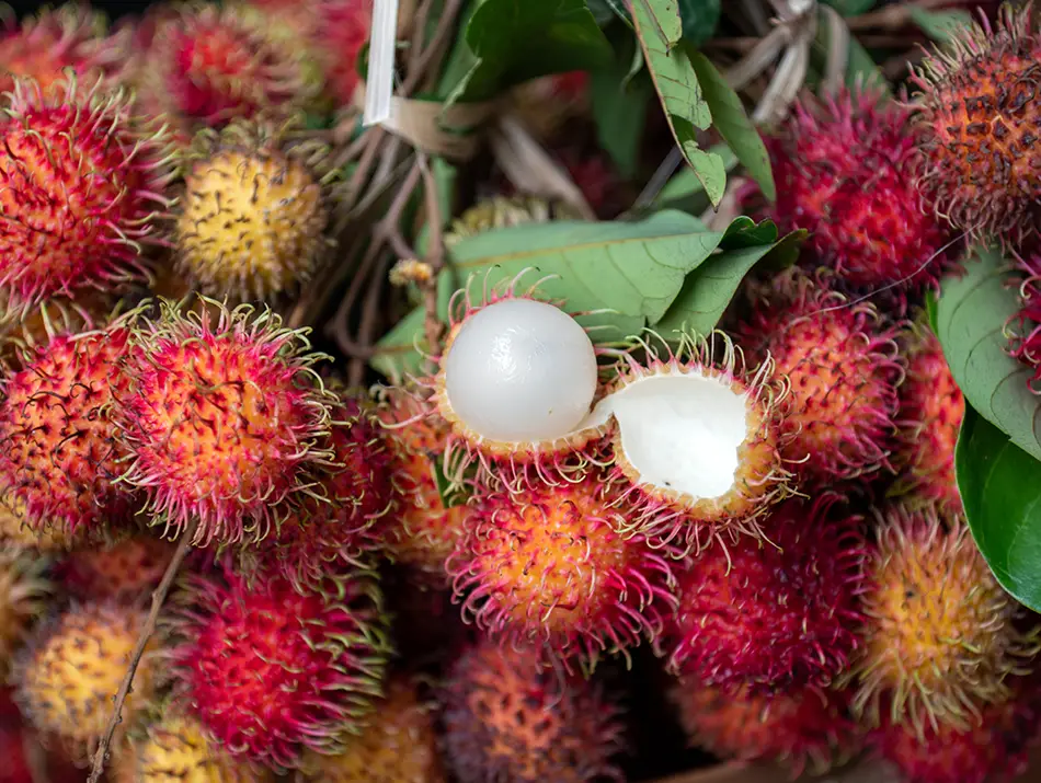 Fresh rambutan clusters with one fruit peeled to show its translucent flesh, a popular example of exotic fruits in Vietnam.