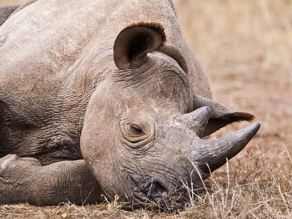 A rhinoceros resting in Akagera National Park, Rwanda, showing wildlife conservation success.