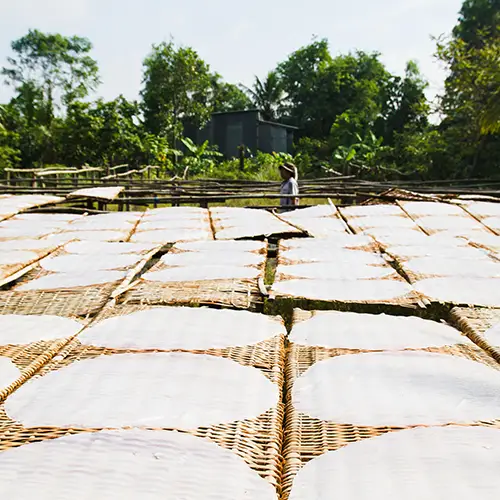 Rows of rice paper sheets drying in the sun on bamboo racks.