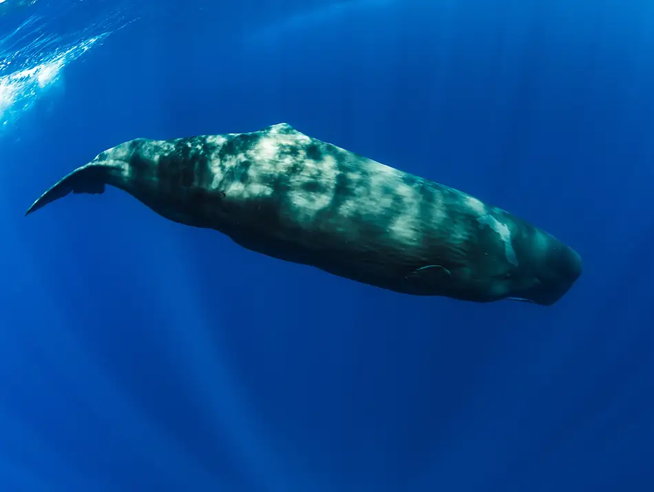 A sperm whale glides through blue Caribbean waters near Dominica, a haven for marine tourism.